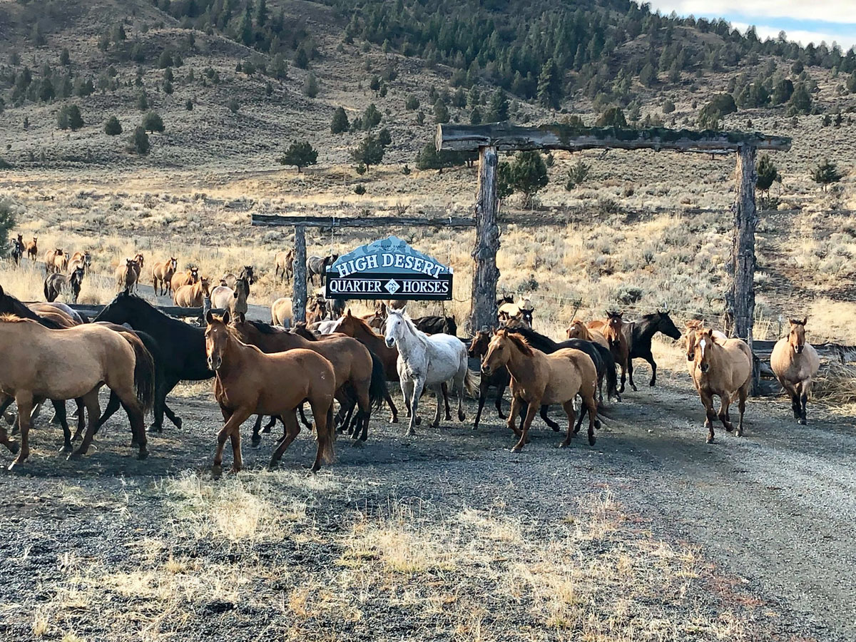 High Desert Quarter Horses